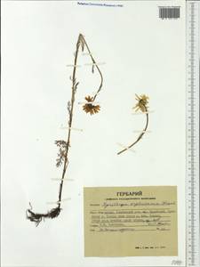 Pyrethrum krylovianum Krasch., Siberia, Altai & Sayany Mountains (S2) (Russia)