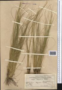 Stipa sareptana A.K.Becker, Middle Asia, Caspian Ustyurt & Northern Aralia (M8) (Kazakhstan)
