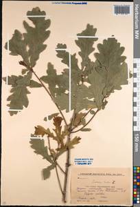 Quercus robur L., Caucasus, Krasnodar Krai & Adygea (K1a) (Russia)