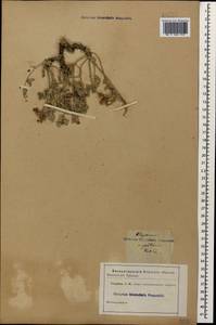 Hedysarum biebersteinii Zertova, Caucasus (no precise locality) (K0)