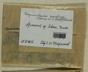 Drepanocladus sendtneri (Schimp. ex H. Müll.) Warnst., Bryophytes, Bryophytes - Transcaucasia (B13) (Armenia)
