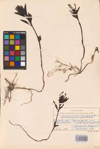 Mercurialis perennis L., Eastern Europe, Western region (E3) (Russia)