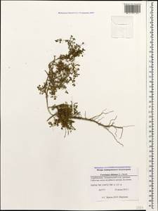Lepidium didymum L., Caucasus, Azerbaijan (K6) (Azerbaijan)