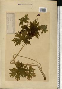 Geranium palustre L., Eastern Europe, Moscow region (E4a) (Russia)