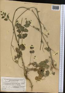 Pimpinella peregrina L., Middle Asia, Pamir & Pamiro-Alai (M2) (Uzbekistan)