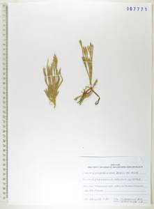 Diphasiastrum alpinum (L.) Holub, Siberia, Russian Far East (S6) (Russia)