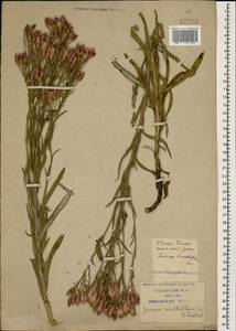 Jurinea multiflora (L.) B. Fedtsch., Caucasus, Krasnodar Krai & Adygea (K1a) (Russia)