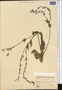 Anchusa azurea Mill., Middle Asia, Kopet Dag, Badkhyz, Small & Great Balkhan (M1) (Turkmenistan)