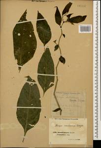 Atropa belladonna L., Caucasus, Azerbaijan (K6) (Azerbaijan)