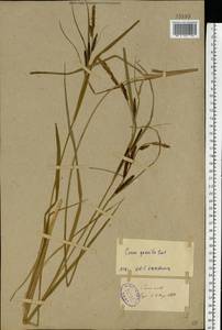 Carex acuta L., Eastern Europe, North-Western region (E2) (Russia)