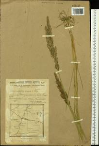 Calamagrostis epigejos (L.) Roth, Siberia, Western Siberia (S1) (Russia)