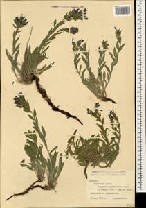 Moltkia coerulea (Willd) Lehm., Caucasus, Armenia (K5) (Armenia)