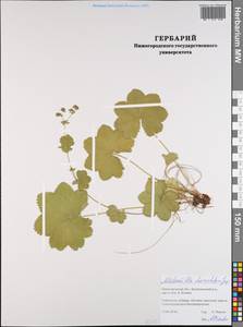 Alchemilla cheirochlora Juz., Eastern Europe, Volga-Kama region (E7) (Russia)