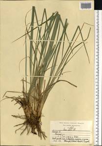 Carex elata All., Eastern Europe, Central region (E4) (Russia)