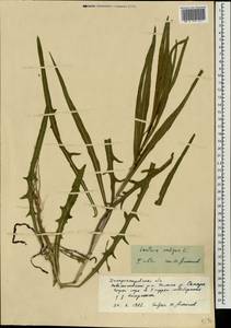 Lactuca saligna L., Eastern Europe, South Ukrainian region (E12) (Ukraine)