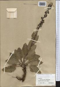 Verbascum varians Freyn & Sint., Caucasus, Armenia (K5) (Armenia)