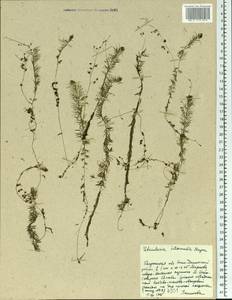 Utricularia intermedia Hayne, Eastern Europe, Central region (E4) (Russia)