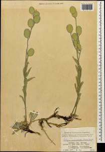 Fibigia macrocarpa (Boiss.) Boiss., Caucasus, Armenia (K5) (Armenia)
