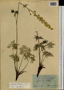 Aconitum barbatum Patrin ex Pers., Siberia, Baikal & Transbaikal region (S4) (Russia)