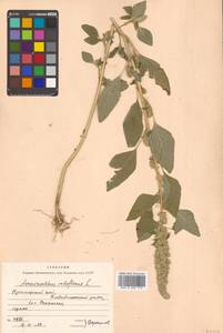 Amaranthus retroflexus L., Siberia, Russian Far East (S6) (Russia)