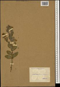 Cerinthe minor L., Caucasus, Georgia (K4) (Georgia)