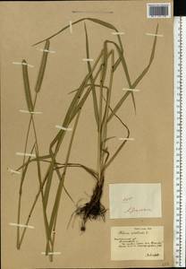 Phleum pratense L., Eastern Europe, South Ukrainian region (E12) (Ukraine)