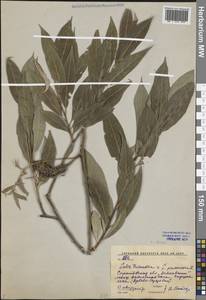 Salix × rubens Schrank, Eastern Europe, Lower Volga region (E9) (Russia)