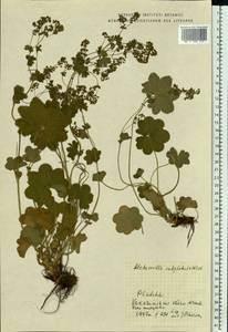Alchemilla subglobosa C. G. Westerl., Eastern Europe, Lithuania (E2a) (Lithuania)