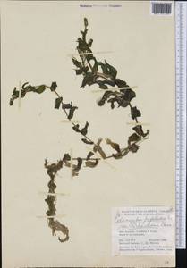 Potamogeton richardsonii (A.Benn.) Rydb., America (AMER) (Canada)