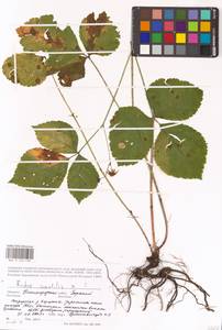 Rubus saxatilis × caesius, Eastern Europe, Volga-Kama region (E7) (Russia)