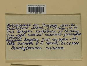 Brachythecium rivulare Schimp., Bryophytes, Bryophytes - Novgorod & Pskov Oblasts (B5) (Russia)