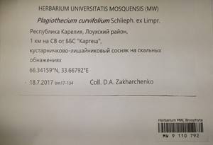 MW 9 110 792, Plagiothecium curvifolium Schlieph. ex Limpr., Bryophytes, Bryophytes - Karelia, Leningrad & Murmansk Oblasts (B4) (Russia)