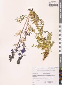 Polemonium campanulatum (Th.Fr.) Th.Fr., Siberia, Chukotka & Kamchatka (S7) (Russia)