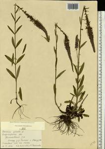 Veronica spicata L., Eastern Europe, Central region (E4) (Russia)
