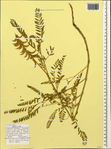 Astragalus falcatus Lam., Caucasus, Stavropol Krai, Karachay-Cherkessia & Kabardino-Balkaria (K1b) (Russia)