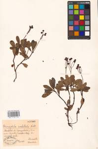 Chimaphila umbellata (L.) W. P. C. Barton, Eastern Europe, Moscow region (E4a) (Russia)
