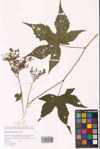 Filipendula glaberrima (Nakai) Nakai, Siberia, Russian Far East (S6) (Russia)