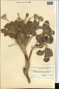 Leontice leontopetalum subsp. ewersmannii (Bunge) Coode, Middle Asia, Muyunkumy, Balkhash & Betpak-Dala (M9) (Kazakhstan)