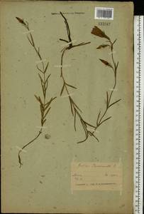 Gentiana pneumonanthe L., Eastern Europe, Belarus (E3a) (Belarus)