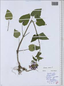 Lunaria annua L., Eastern Europe, Belarus (E3a) (Belarus)