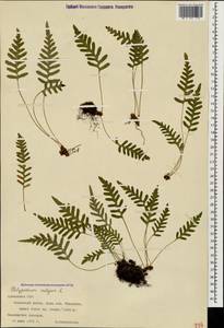 Polypodium vulgare L., Caucasus, Armenia (K5) (Armenia)
