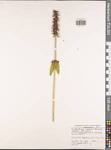 Betonica officinalis subsp. officinalis, Eastern Europe, Central region (E4) (Russia)