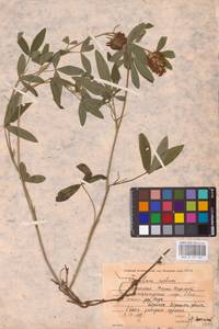 Trifolium medium L., Eastern Europe, Eastern region (E10) (Russia)