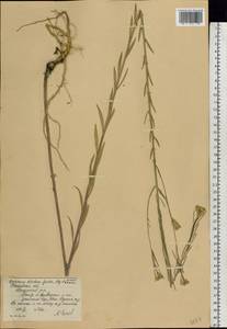 Erysimum odoratum Ehrh., Eastern Europe, Moscow region (E4a) (Russia)