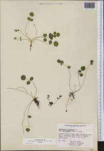 Cardamine pratensis L., America (AMER) (Canada)