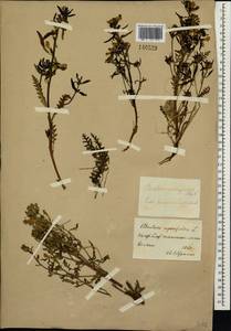 Pedicularis labradorica Wirsing, Siberia, Yakutia (S5) (Russia)
