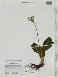 Primula elatior subsp. pallasii (Lehm.) W. W. Sm. & Forrest, Siberia, Baikal & Transbaikal region (S4) (Russia)