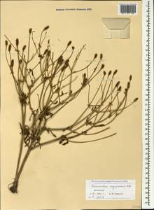 Ranunculus oxyspermus Willd., Caucasus, Dagestan (K2) (Russia)
