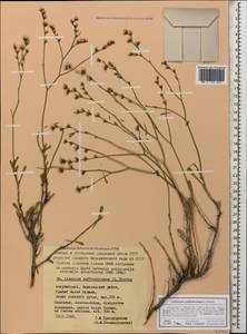 Limonium suffruticosum (L.) Kuntze, Caucasus, Azerbaijan (K6) (Azerbaijan)