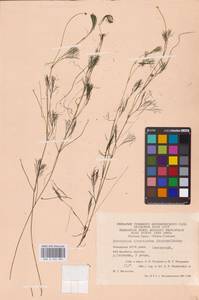 Ranunculus trichophyllus Chaix, Eastern Europe, Eastern region (E10) (Russia)